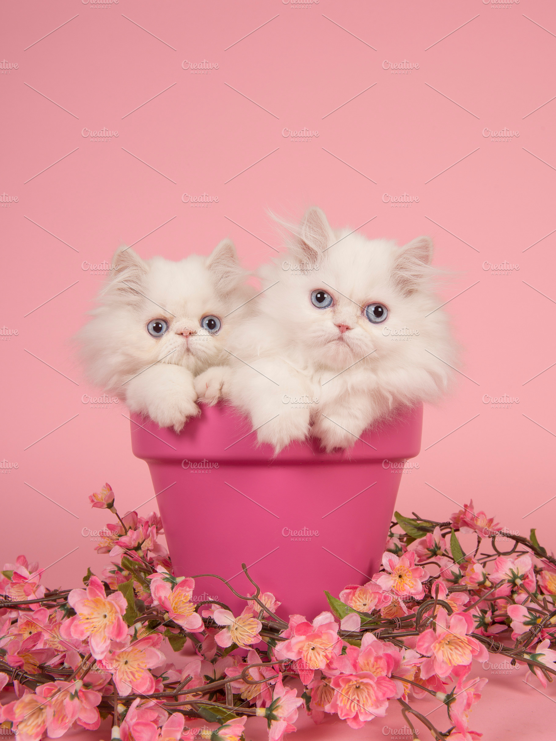  Persian  kittens  in flowerpot High Quality Animal Stock 