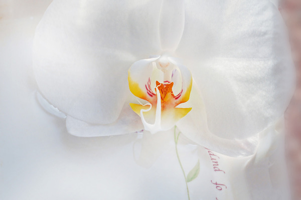 White Orchid Flower In Plate High Quality Nature Stock Photos Creative Market