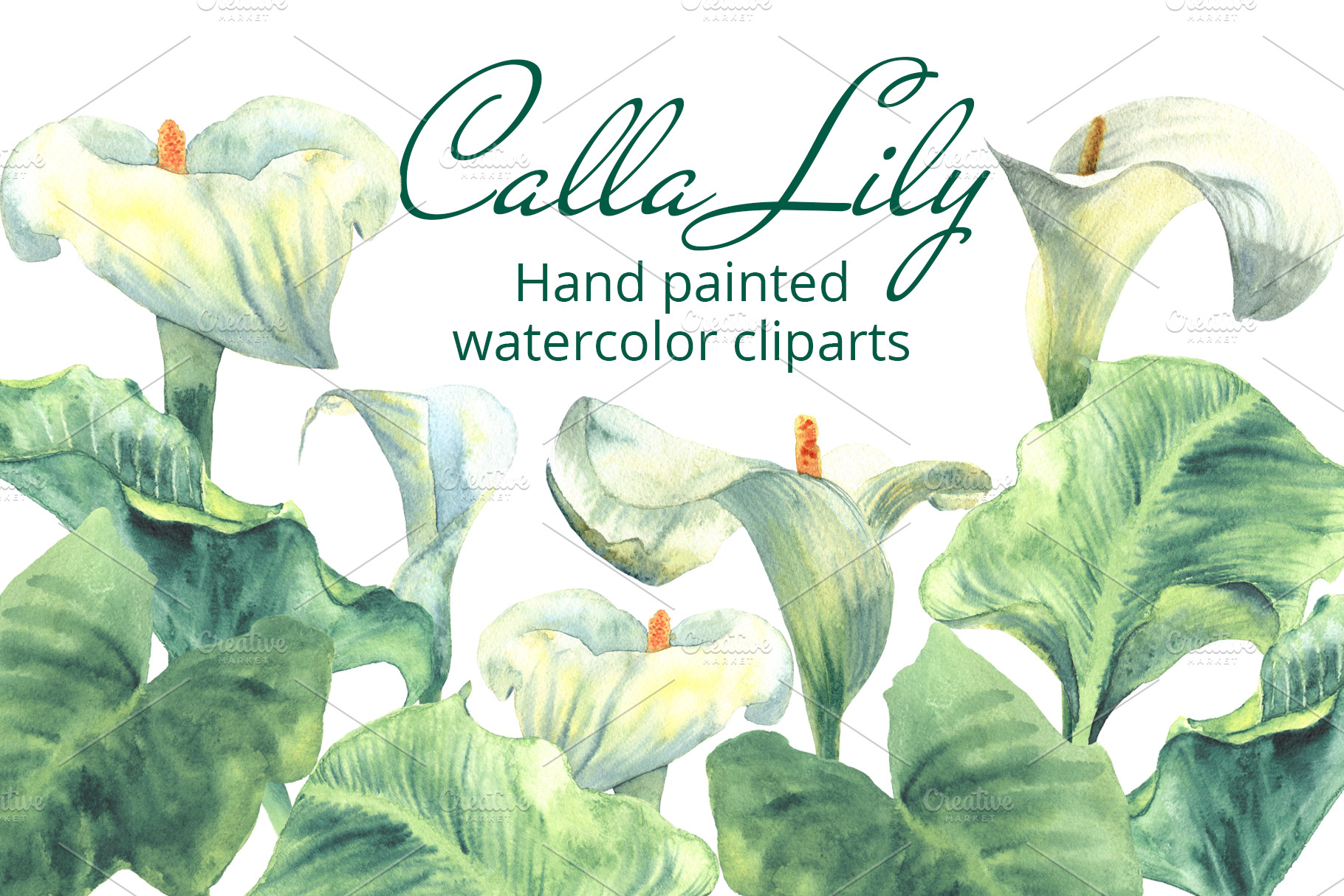 calla-lily-watercolor-decorative-illustrations-creative-market