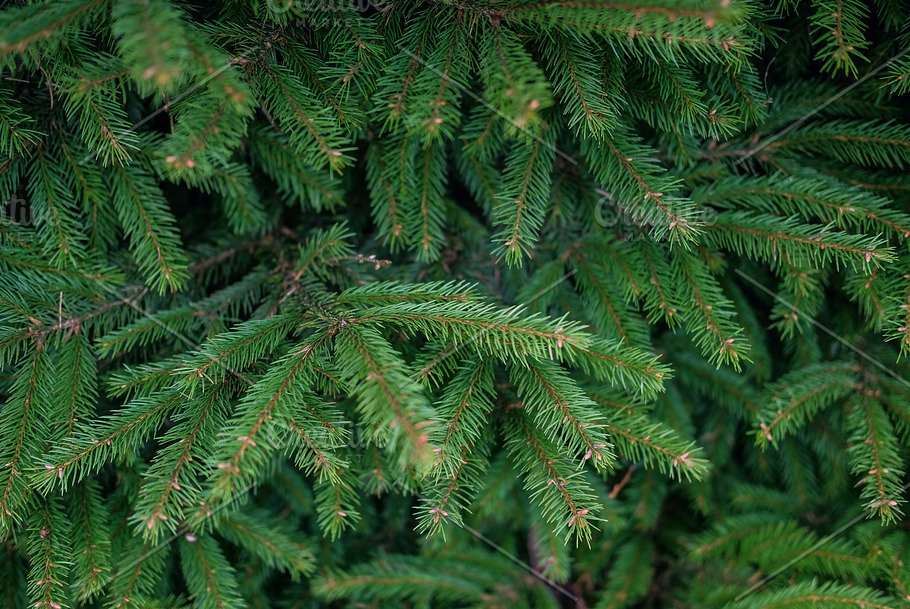 Background of pine branches.  Nature Stock Photos ~ Creative Market