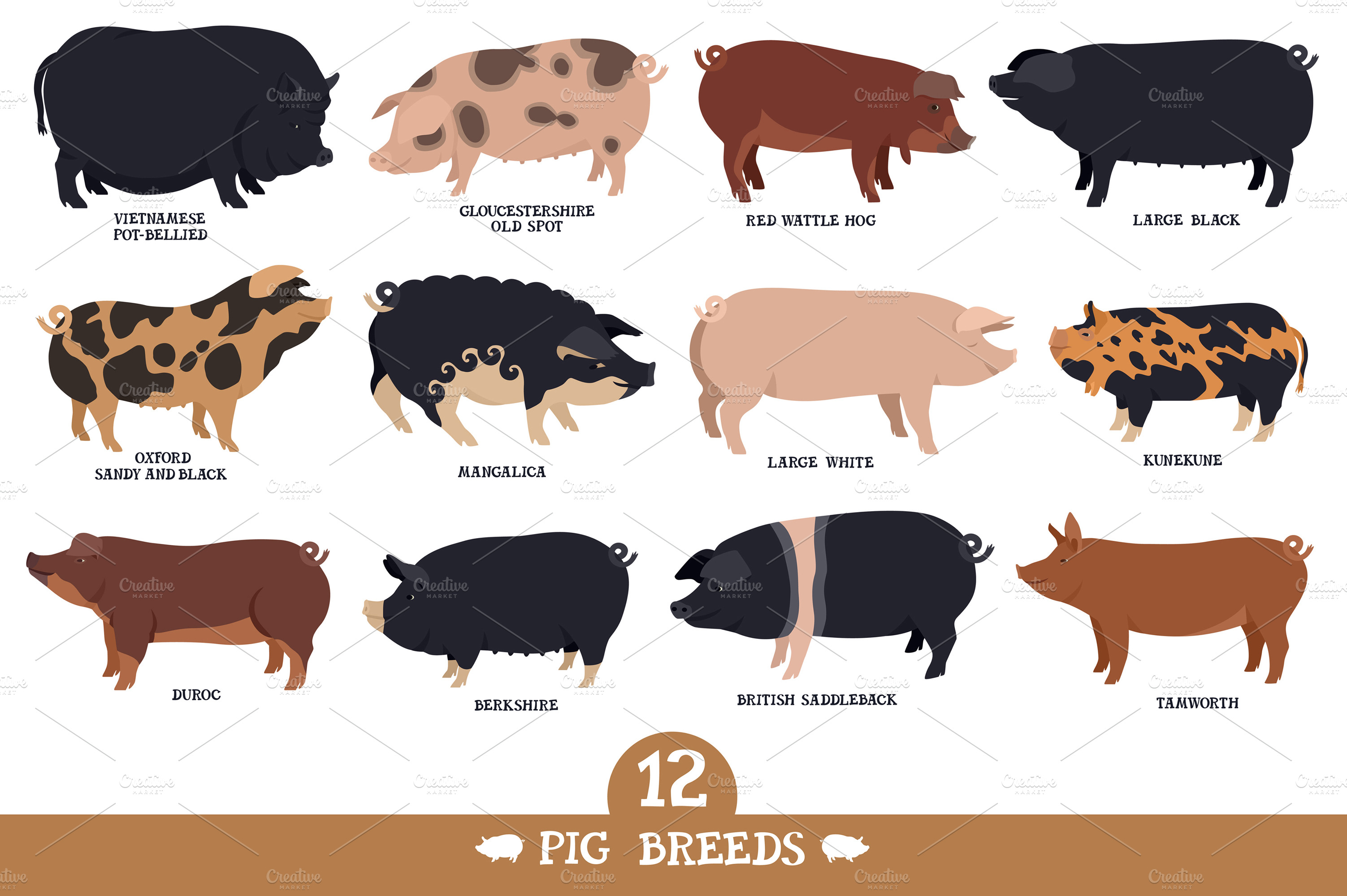 Pig breeds Animal Illustrations Creative Market