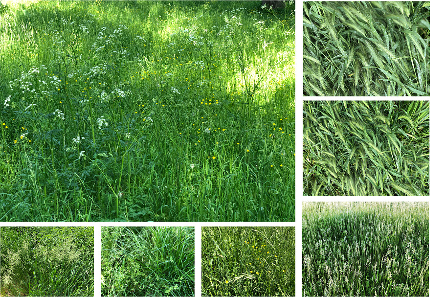 Summer Grass Texture Set | High-Quality Nature Stock Photos ~ Creative ...