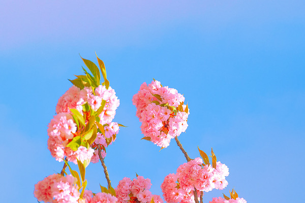 Fashion Aesthetics Wallpaper Pink F High Quality Nature Stock Photos Creative Market