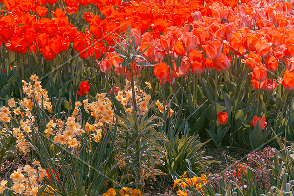 Aesthetics Wallpaper Tulip Field Blo High Quality Nature Stock