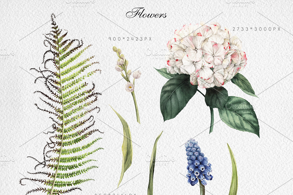 Watercolor flowers PNG | Pre-Designed Photoshop Graphics ~ Creative Market