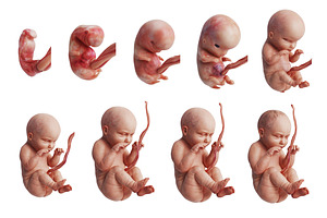 Human Fetus Set | Pre-Designed Photoshop Graphics ~ Creative Market