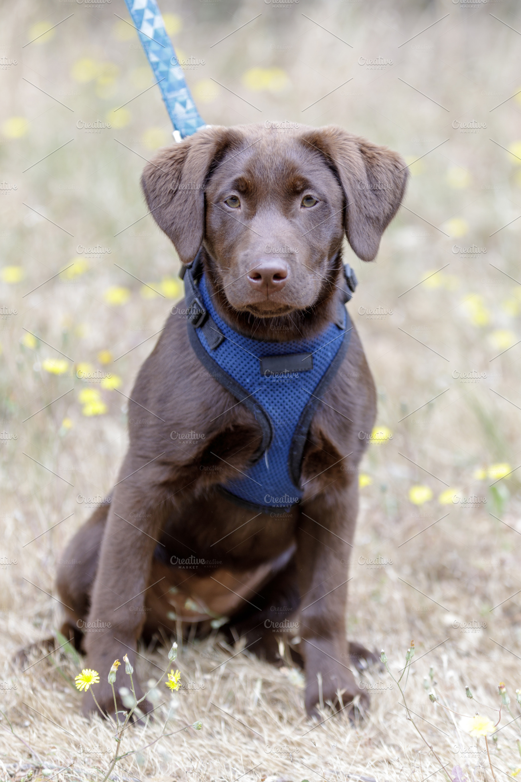 5-months-old-chocolate-lab-puppy-animal-stock-photos-creative-market