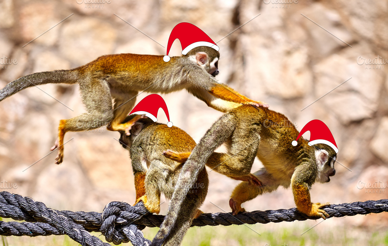 Monkeys in Red Christmas Santa Hats | Animal Stock Photos ~ Creative Market