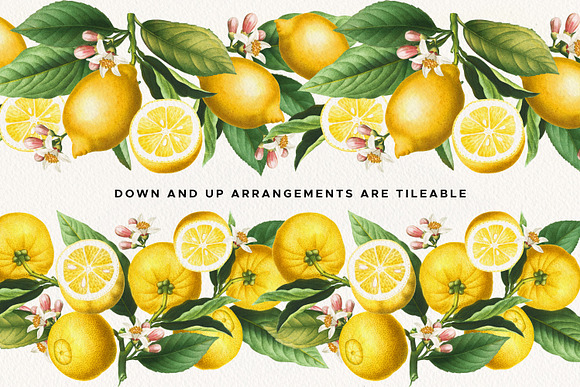 A Set Of Ripe Lemons Stock Illustration - Download Image Now