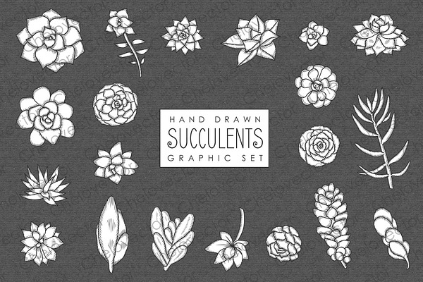 Vintage Cacti and Succulents | Pre-Designed Illustrator Graphics ...