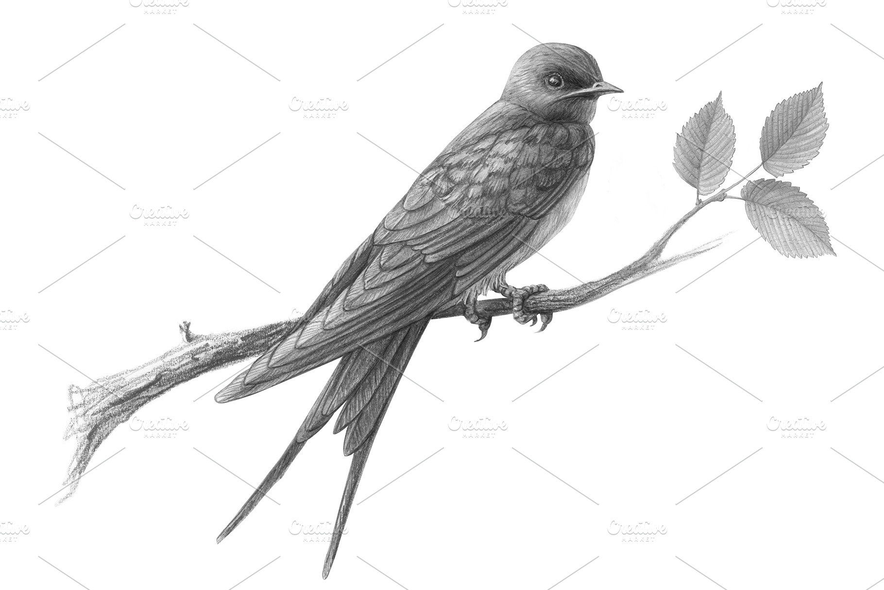 Barn Swallow Pencil Illustration Graphics Creative Market