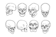 Skulls. Human anatomy bones head | Background Graphics ~ Creative Market