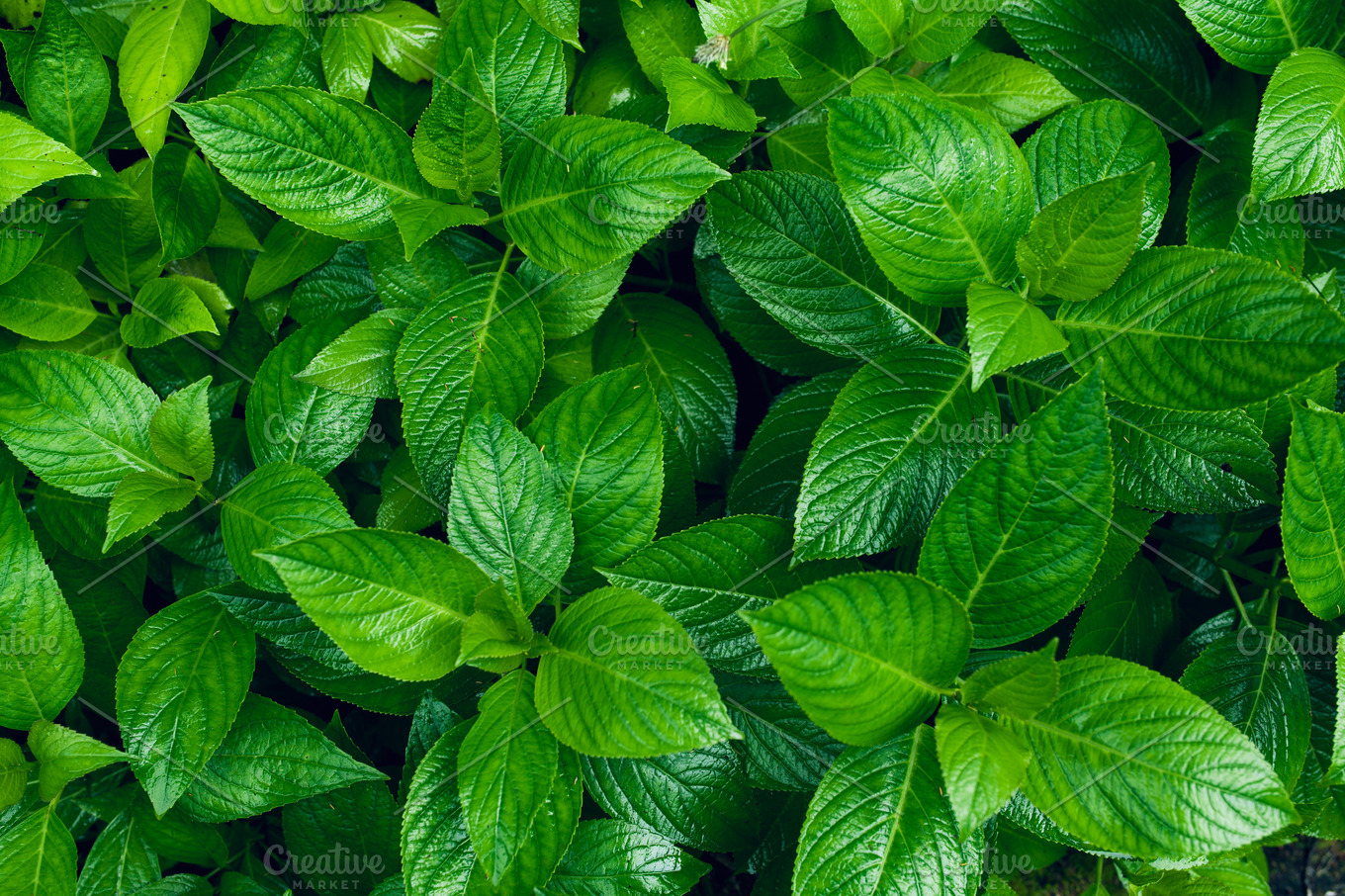 Green Leaf Background Featuring Leaf Green And Background High Quality Abstract Stock Photos Creative Market