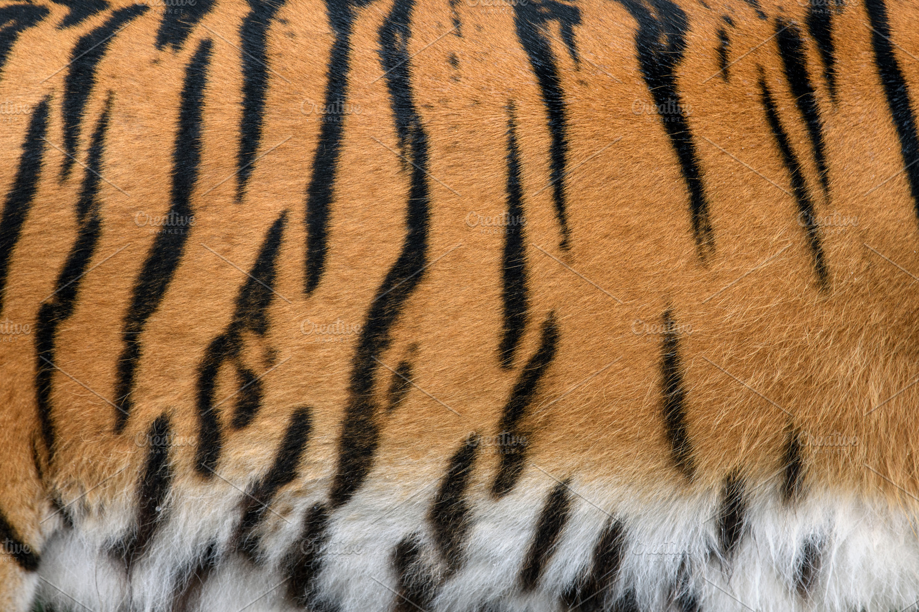 Closeup real tiger skin texture. Tig | Animal Stock Photos ~ Creative ...