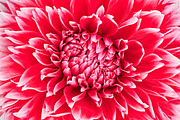 Dahlia flower, red, white colored.Macro background | Nature Stock