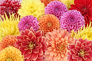 Dahlias different typecolorful floral background featuring dahlia