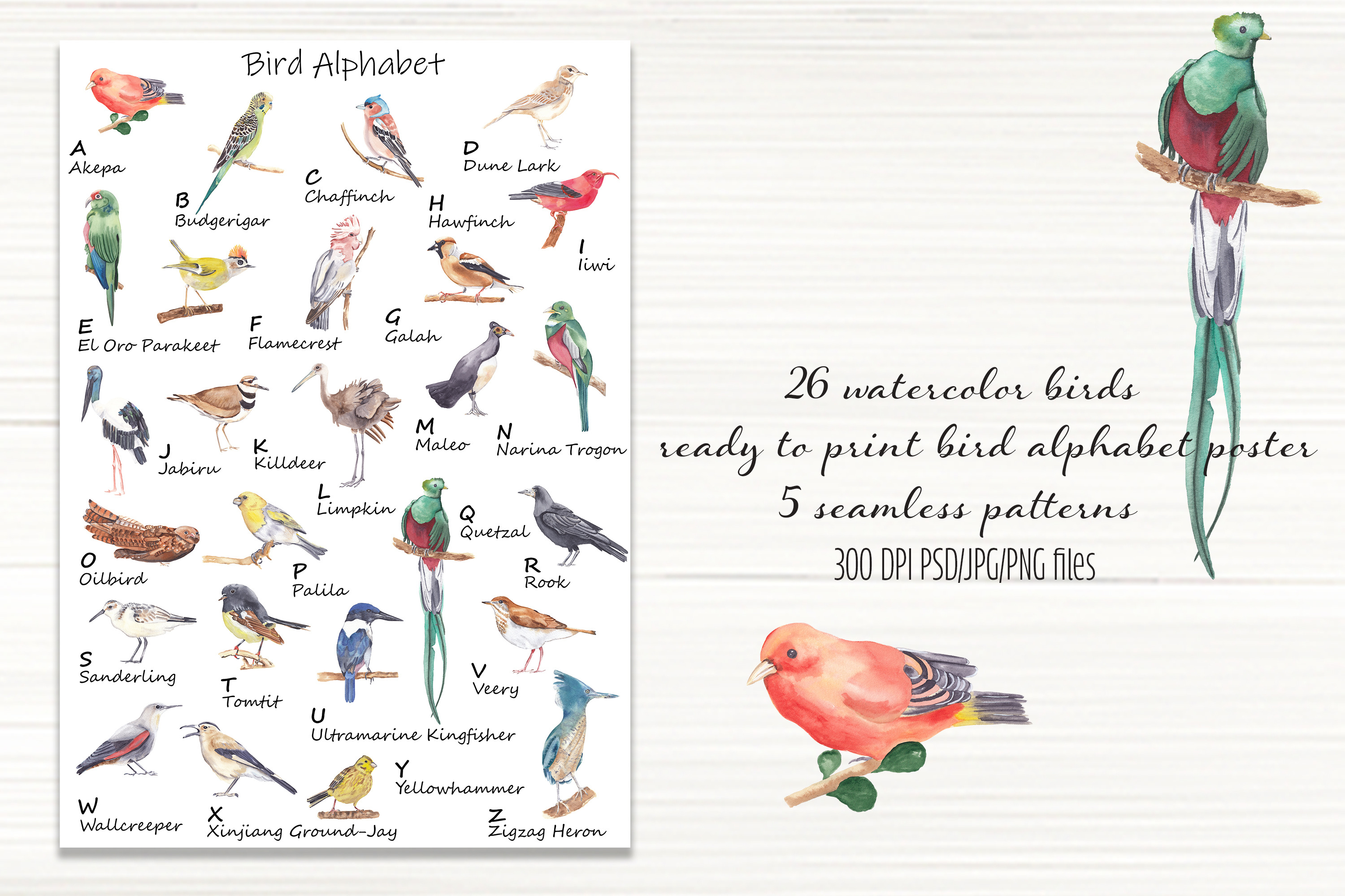 Bird Alphabet clipart - watercolor | Animal Illustrations ~ Creative Market