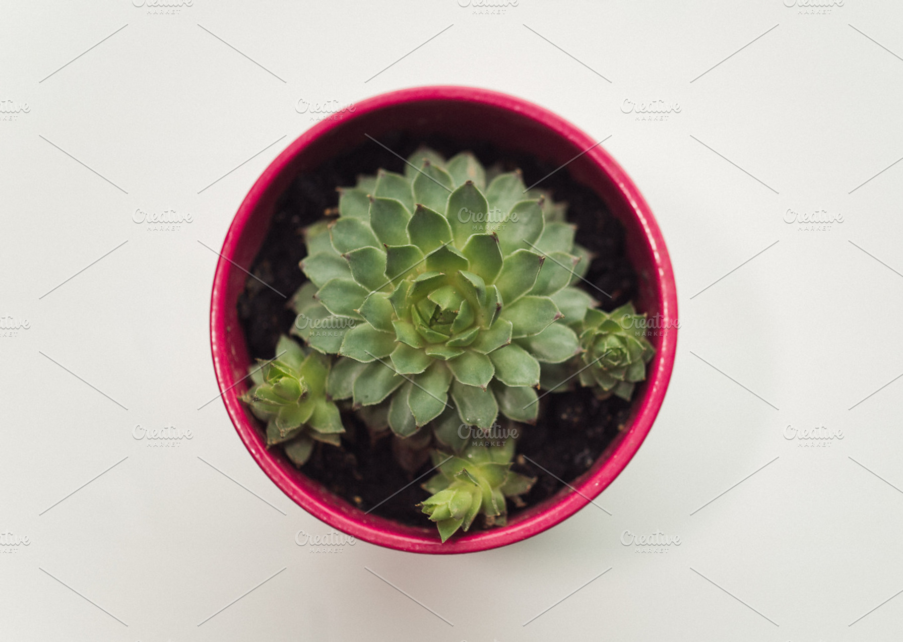 Cactus on a white background featuring white, background, and cactus