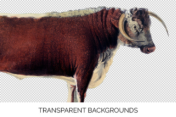 Highland Cow 25 PNG cliparts