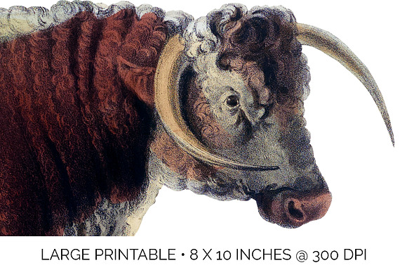 Highland Cow 25 PNG cliparts