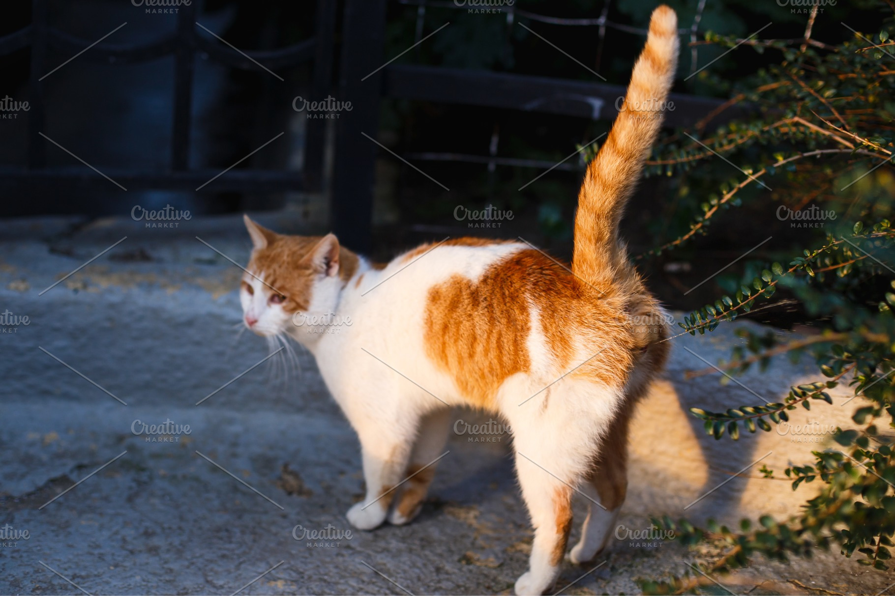 Pretty Cat marks his territory in | Animal Stock Photos ~ Creative Market