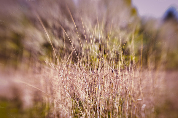 Dry weeds | High-Quality Nature Stock Photos ~ Creative Market