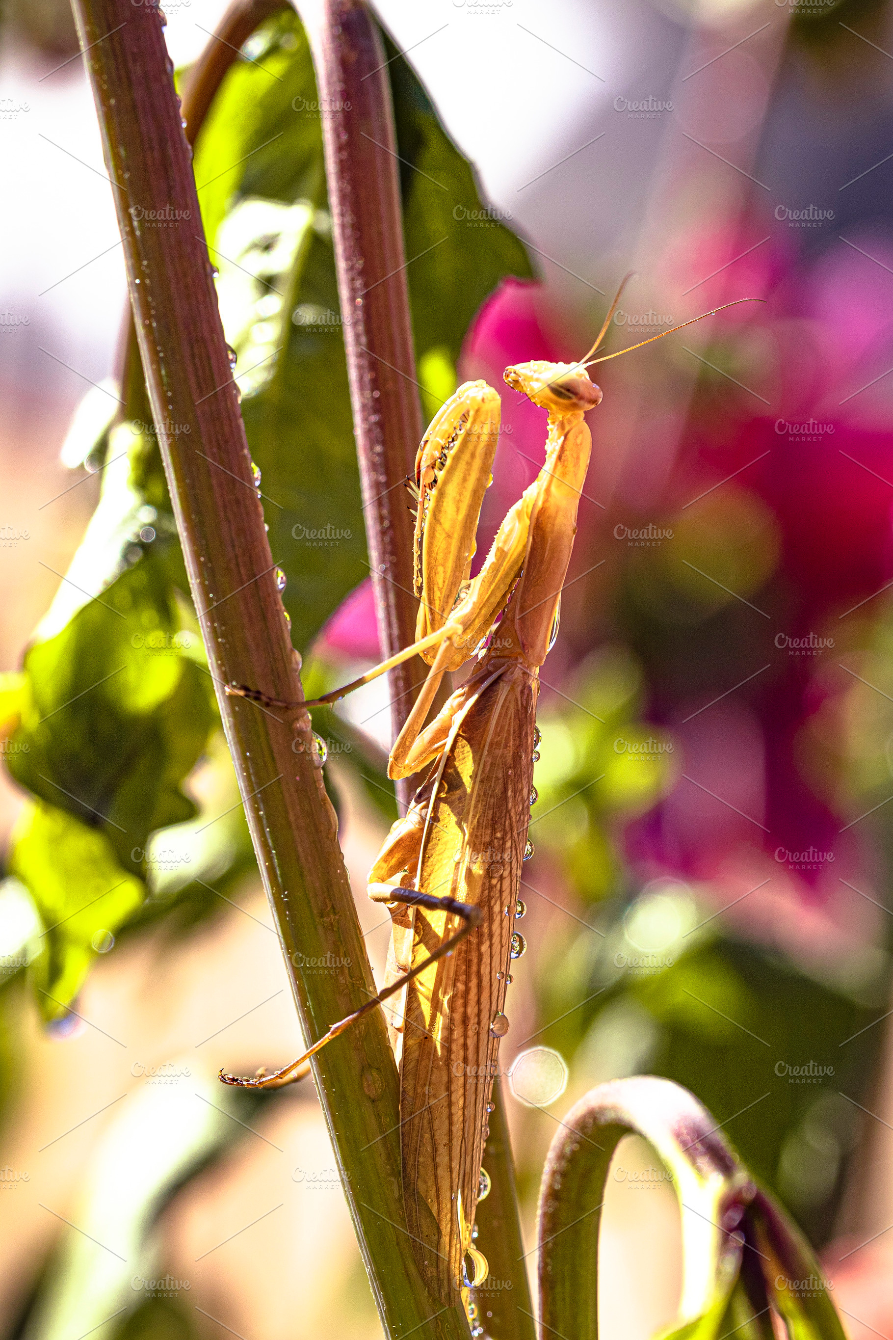 Praying mantis and rain drops containing praying mantis, mantis, and