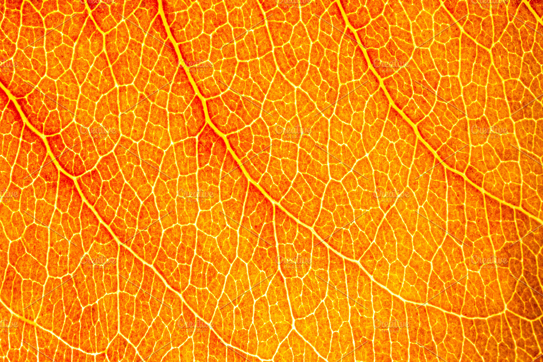 Closeup autumn fallen leaf texture stock photo containing leaf and ...