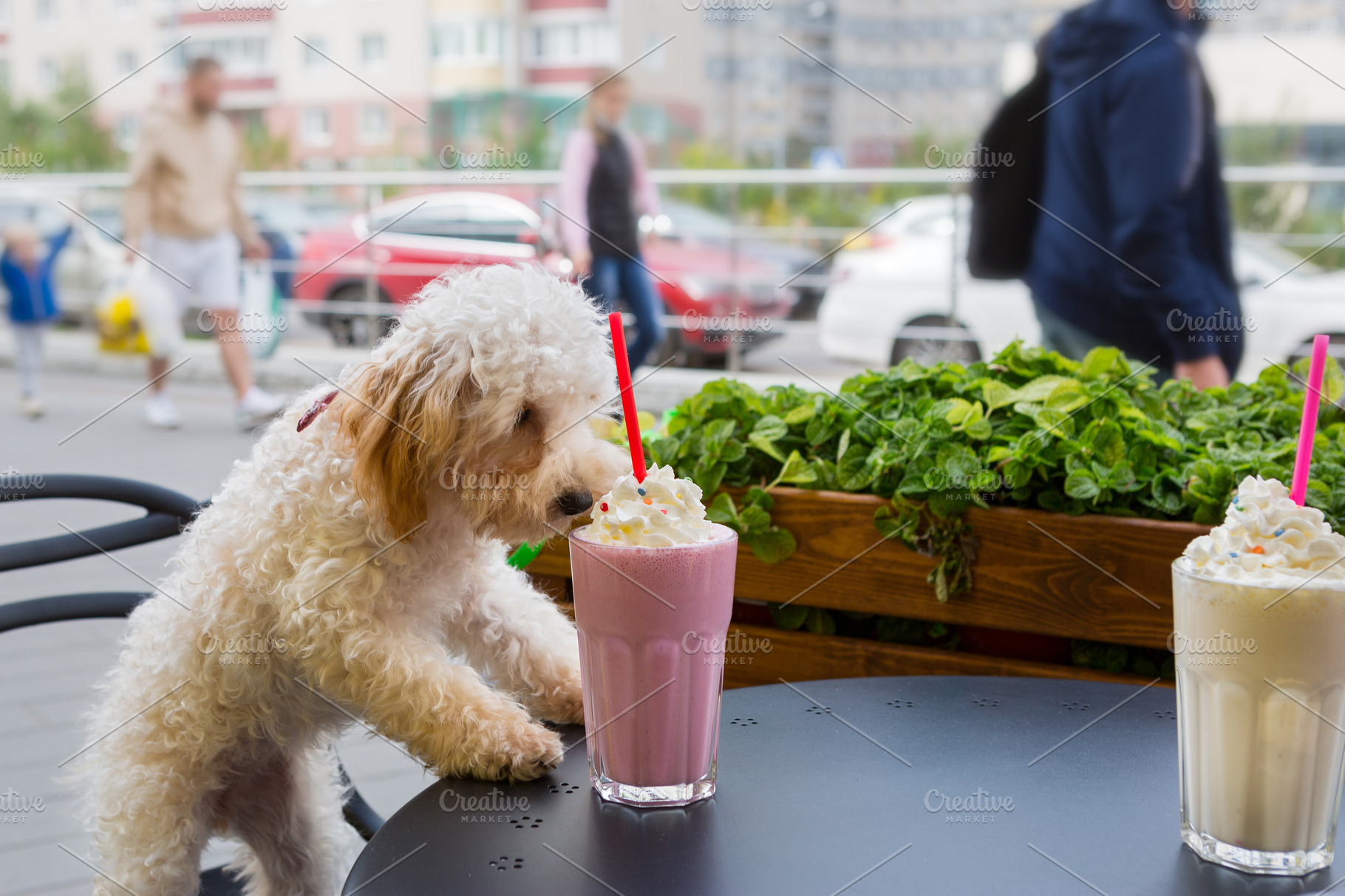 what happens if a dog drinks milkshake