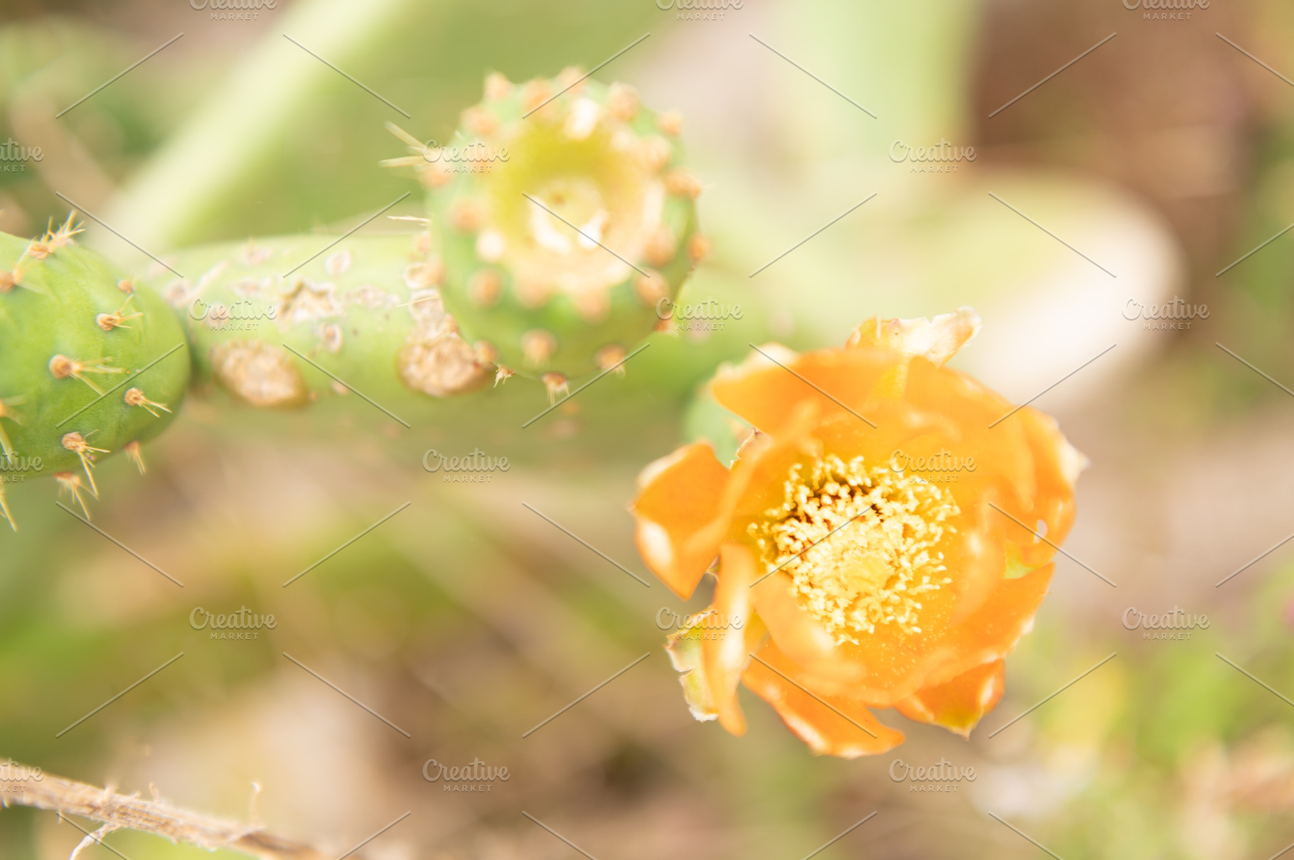 Nopal Cactus With Orange Flower High Quality Nature Stock Photos Creative Market