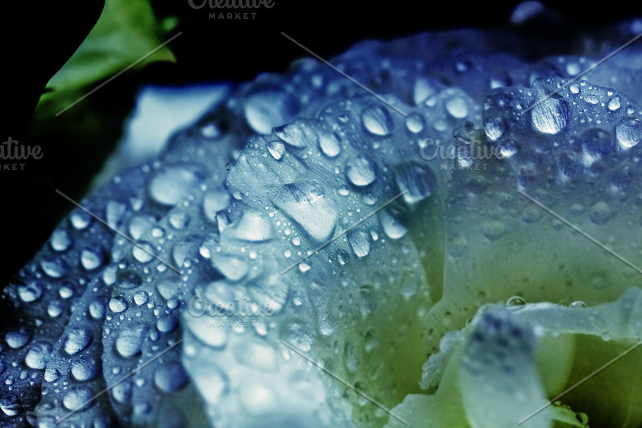 Water Drops On Pale Blue Flower High Quality Nature Stock Photos Creative Market