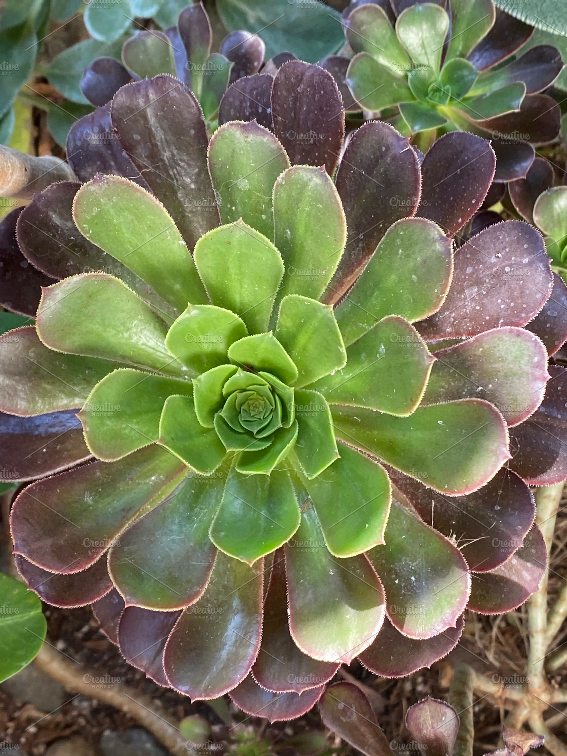 Photo of the plant tree aeonium featuring tree aeonium, aeonium ...