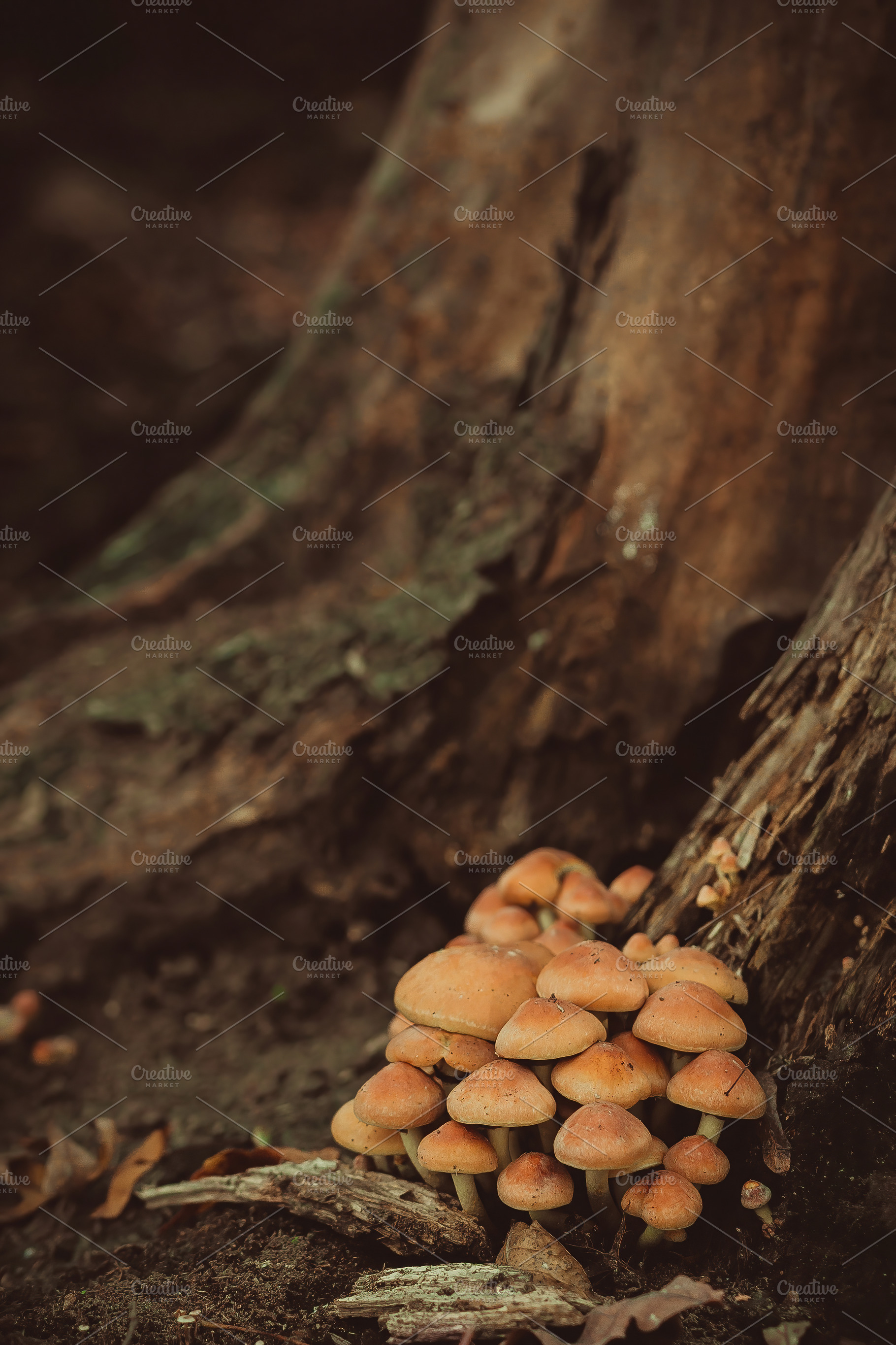 Inedible Mushrooms In The Forest Featuring Poisonous Mushroom And Inedible High Quality Nature Stock Photos Creative Market