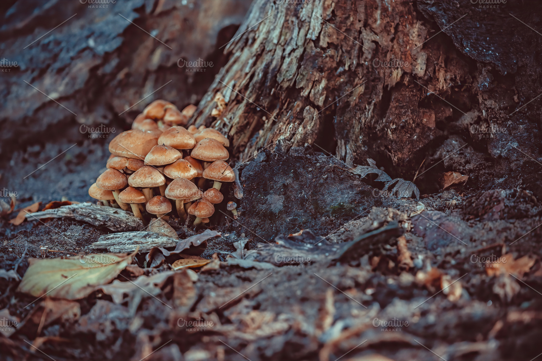 Inedible Mushrooms In The Forest Stock Photo Containing Poisonous And Mushroom High Quality Nature Stock Photos Creative Market