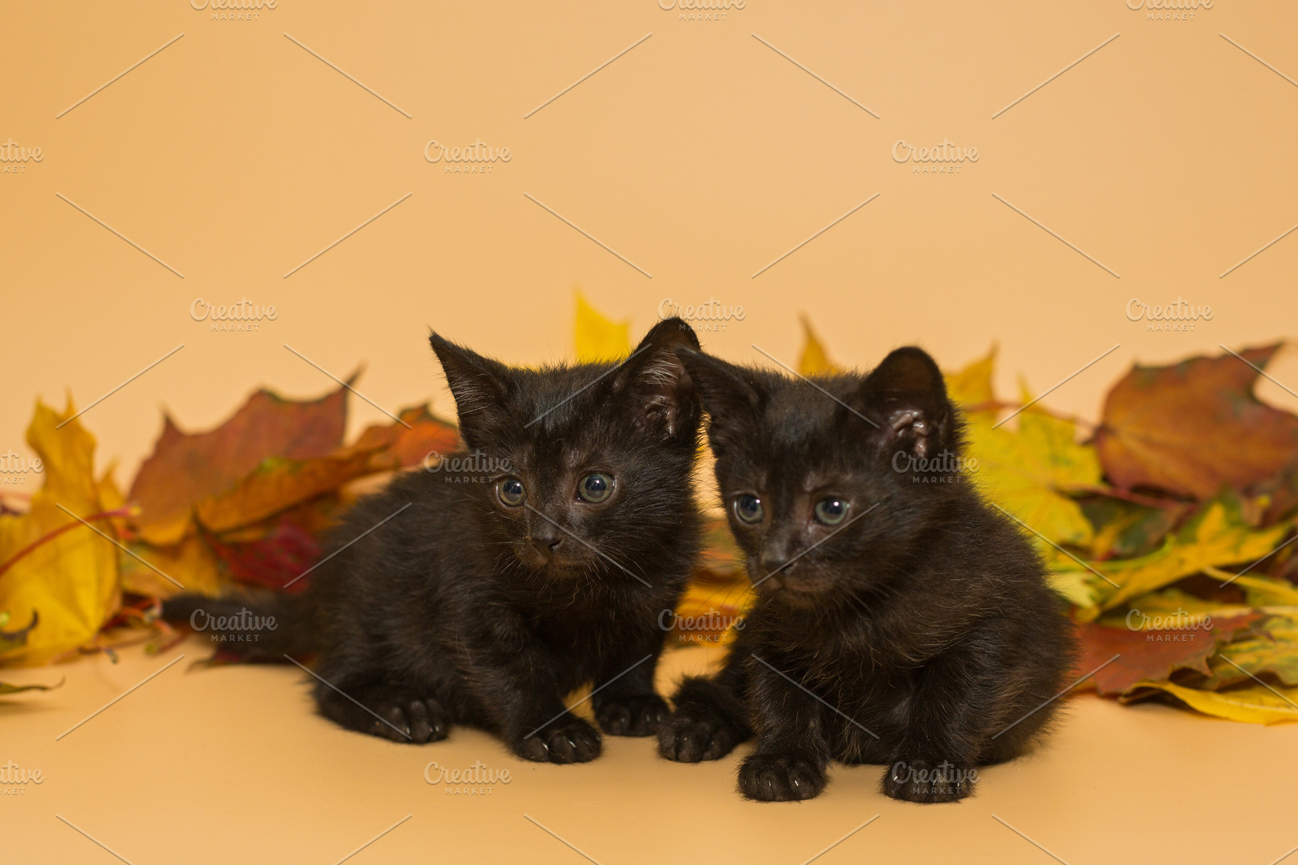 Two Small Black Kittens And Autumn L High Quality Animal Stock Photos Creative Market