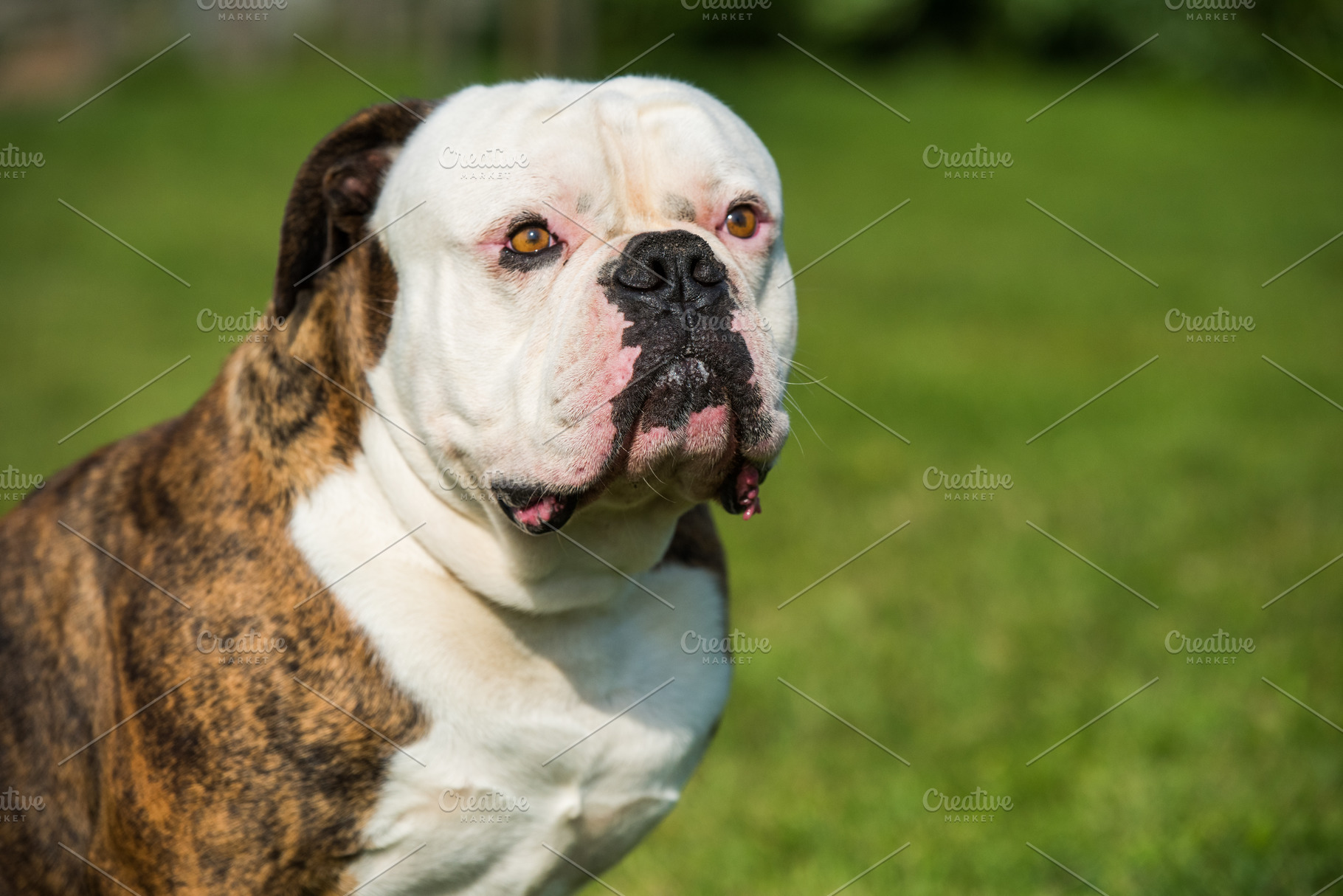 Tiger Coat American Bulldog Dog Portrait Outside Stock