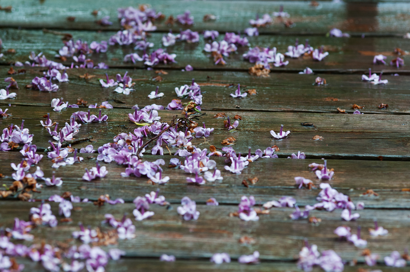 Dead lilacs in the rain featuring lilac, flower, and dead Nature