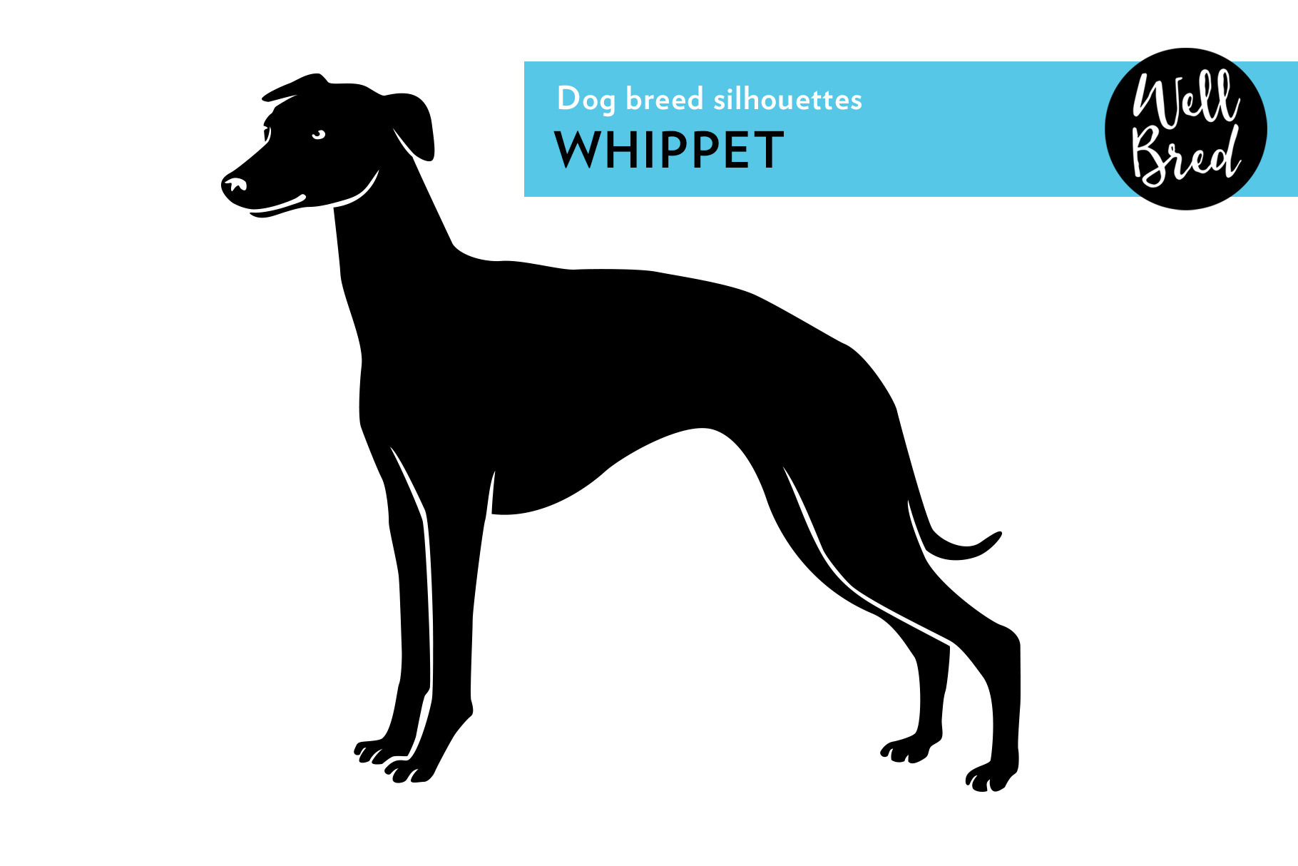 Whippet Vector Silhouette | Illustrations ~ Creative Market