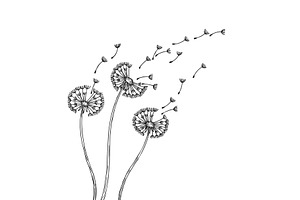 Download Blow Dandelion Svg Pre Designed Illustrator Graphics Creative Market