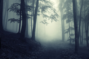 Fantasy forest with thick fog | High-Quality Nature Stock Photos ...