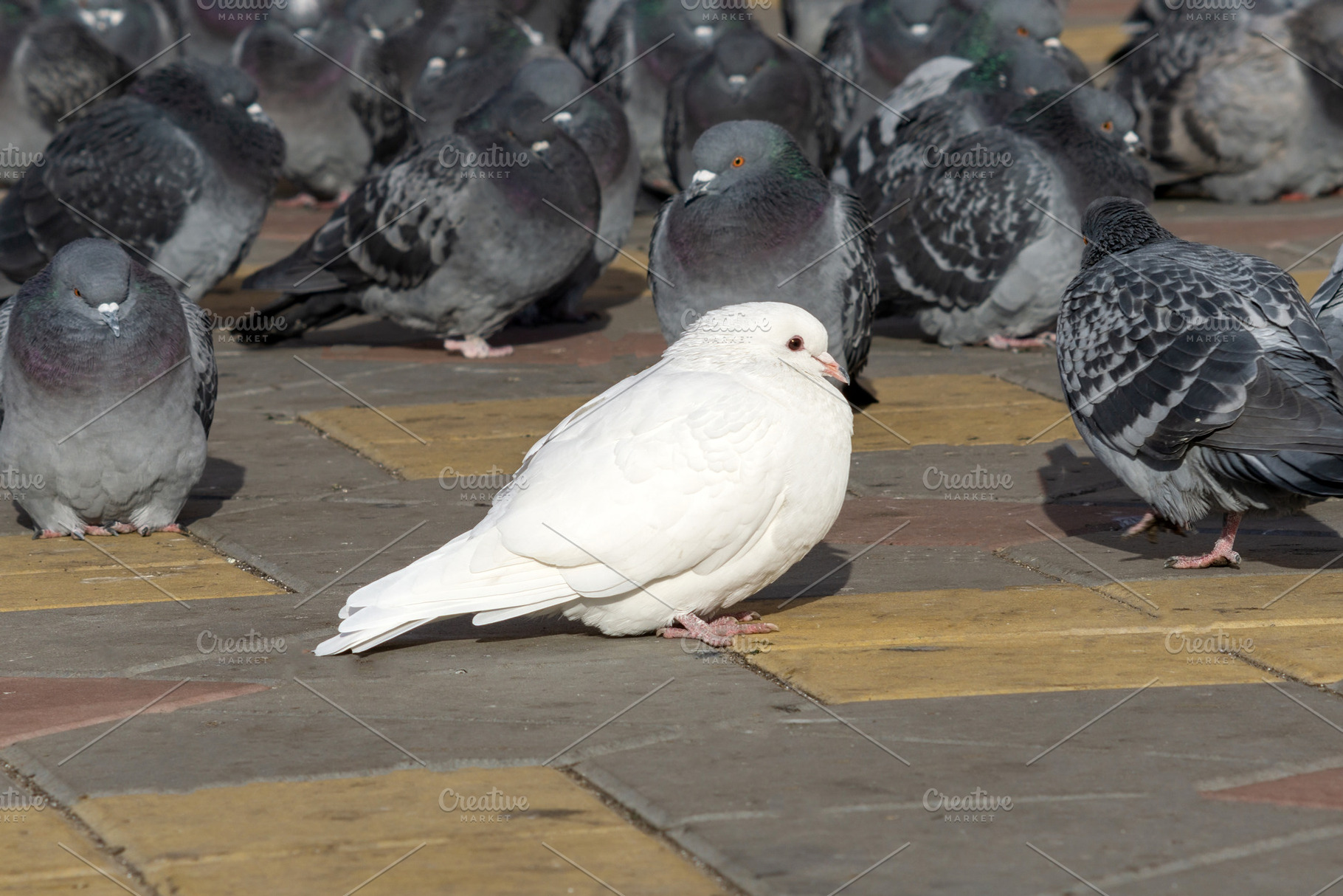 Closeup white dove is sitting in stock photo containing white and dove ...