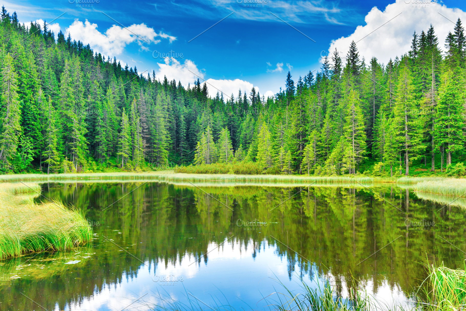 Blue water in a forest lake containing lake, water, and forest | High ...