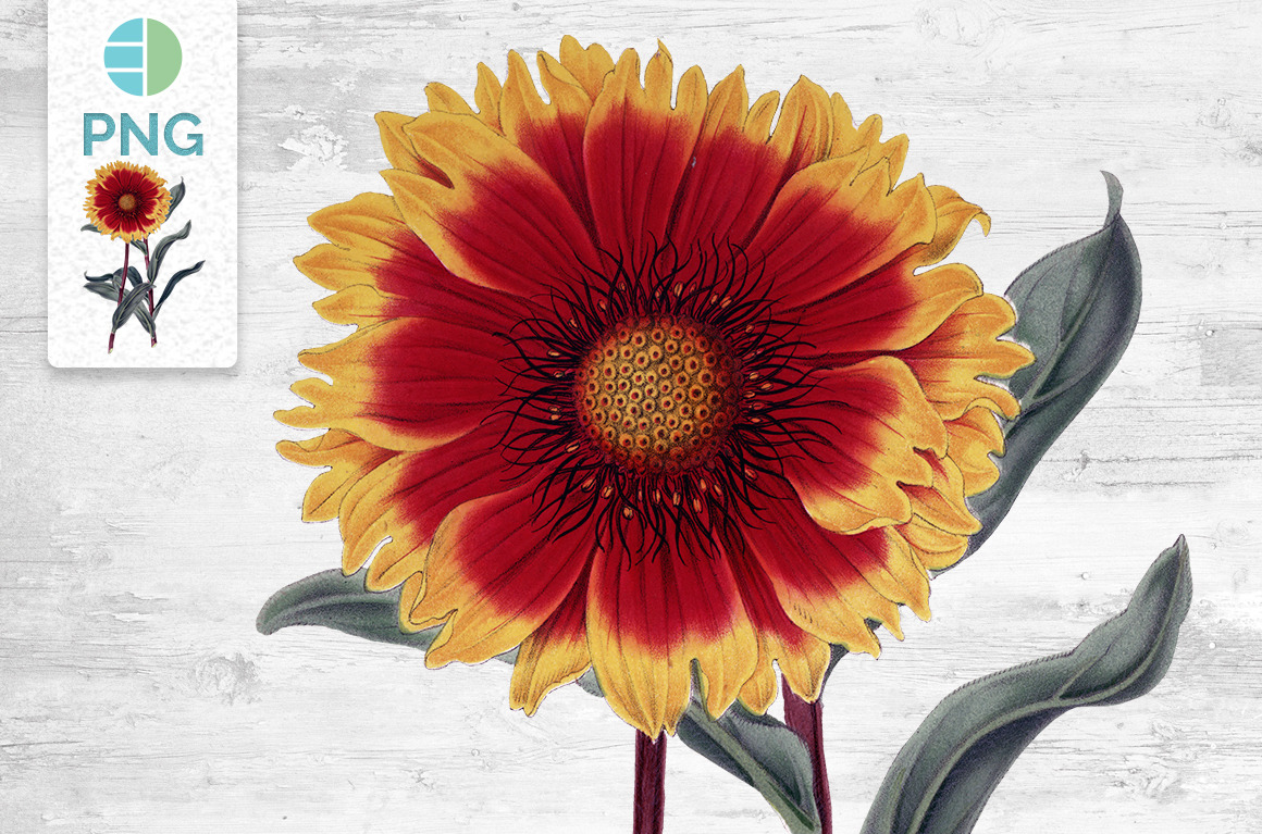 red sunflowers clipart