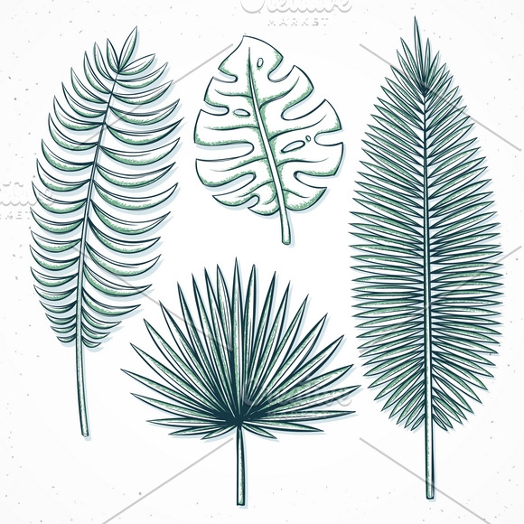 Set isolated palm leaves in sketch | Pre-Designed Illustrator Graphics