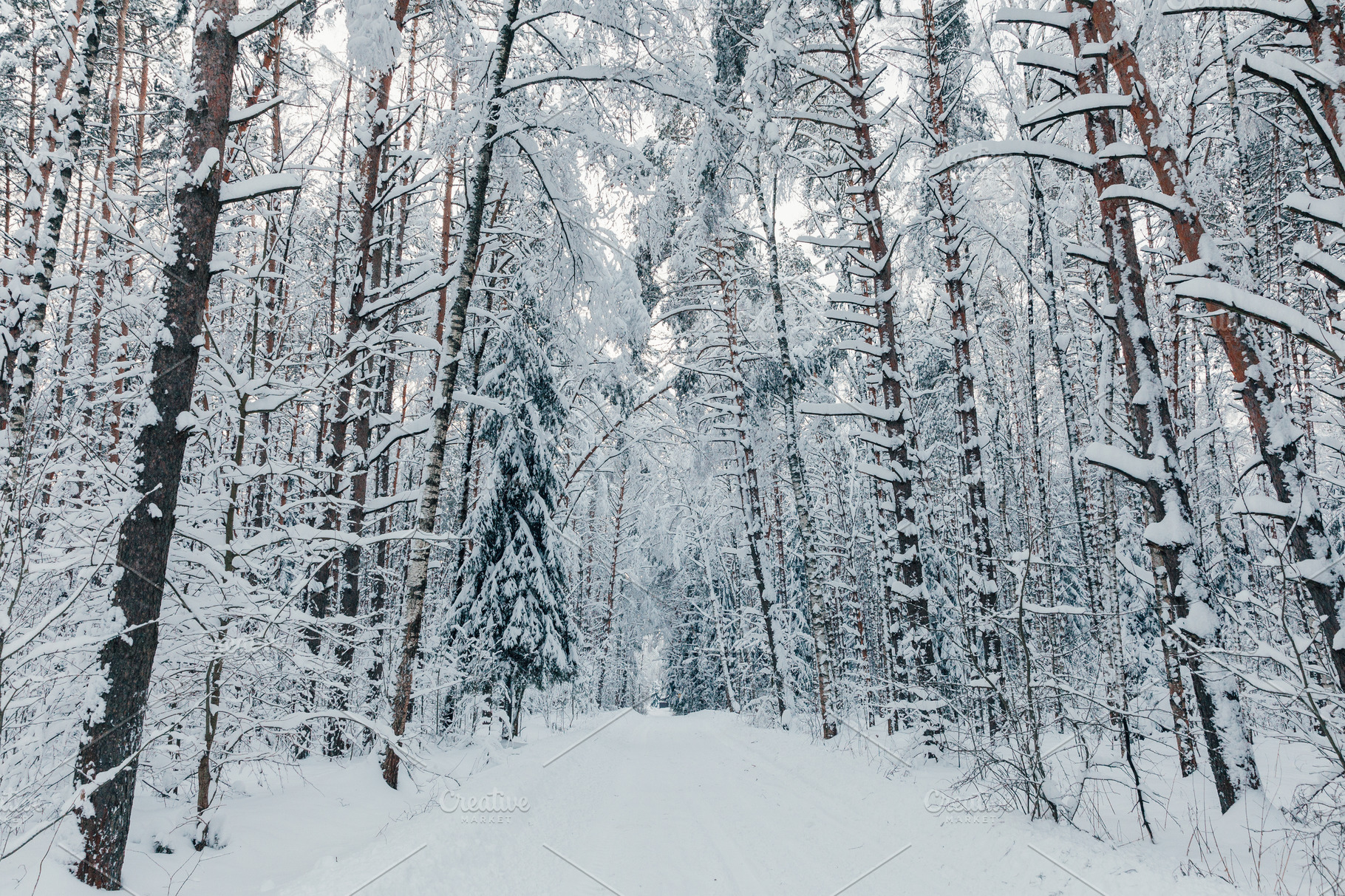 snowy evergreen forest