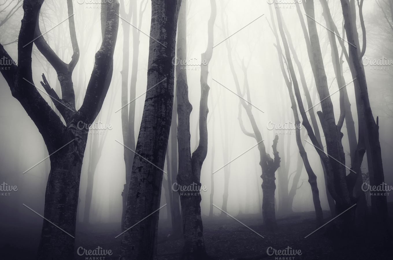 Haunted forest on halloween containing dark, haunted, and fog | Nature ...