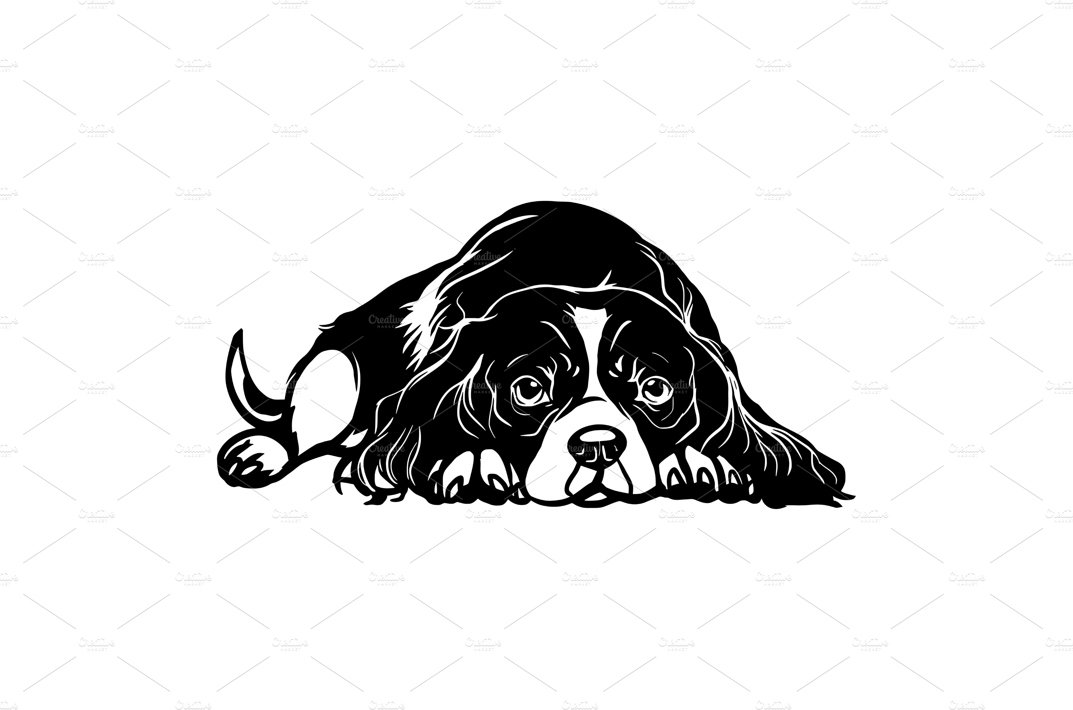 Cavalier King Charles Spaniel dog - | Animal Illustrations ~ Creative