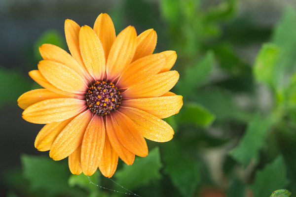 Orange daisy flower HighQuality Nature Stock Photos