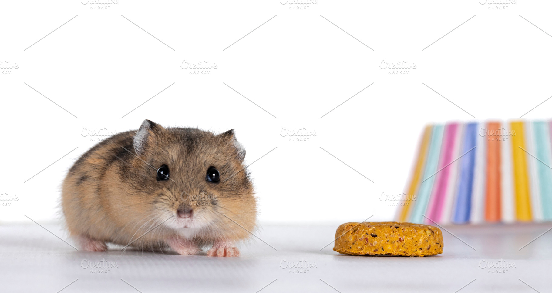 Cute Baby Hamster On White Background High Quality Animal Stock Photos Creative Market