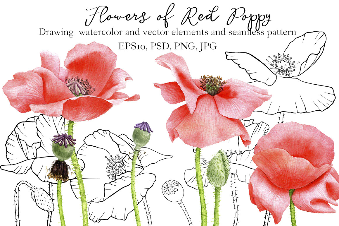 Flowers of Red Poppy | Pre-Designed Photoshop Graphics ~ Creative Market